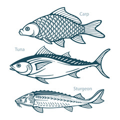 Fish. Fish hand drawn vector illustrations set. Сarp, tuna and sturgeon sketch collection. Part of set. 
