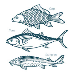 Fototapeta premium Fish. Fish hand drawn vector illustrations set. Сarp, tuna and sturgeon sketch collection. Part of set. 