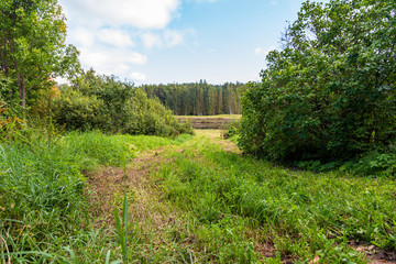 Fototapeta premium road in the forest
