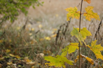 autumn leaves on a tree