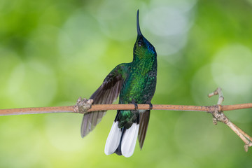 A white-tailed Sabrewing hummingbird preparing to defend his territory with a bokeh background.
