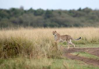 Cheetah in the mid of grass at Masai Mara, Kenya
