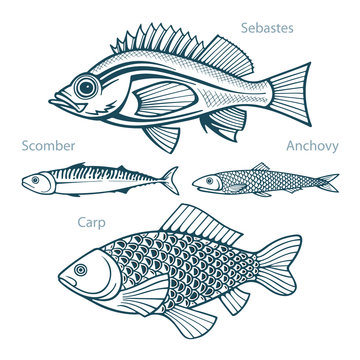 Fish. Fish hand drawn vector illustrations set. Sebastes, scomber, anchovy and carp sketch collection. Part of set. 