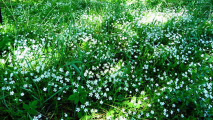 green leaves on background