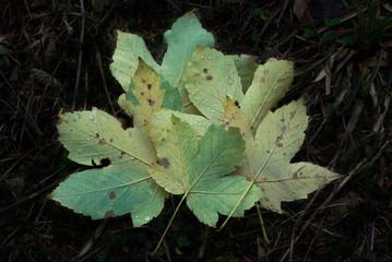 Autumn maple leaves with dew drops on background of stale grass