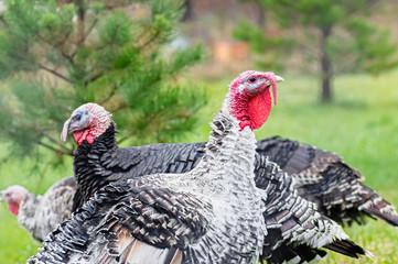 Turkey breeding farm. A flock of turkeys on a farm. Home turkeys graze in the meadow. Selective focus.