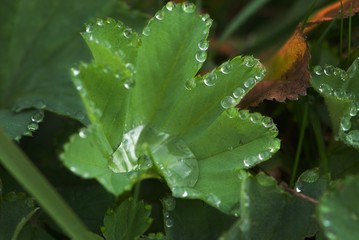 Fototapeta na wymiar Beautiful lady's mantle with shiny dew drops, alchemilla vulgaris, herbaceous, perennial