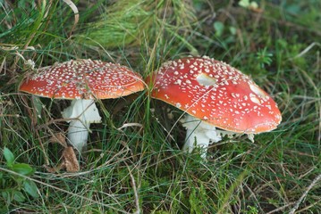 beautiful sweet couple of fly agaric, toxic amanita, death cap