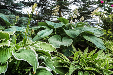 various green hosts in the ornamental garden under fir, with dark green, light green and white border leaves
