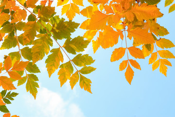 border frame of colorful autumn leaves isolated on blue sky