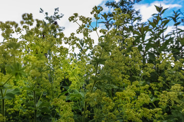Common ladys mantle in garden, Alchemilla vulgaris, herbaceous perennial with reniform leaves and small greenish yellow flowers in branched inflorescence