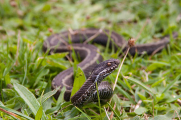 Víbora en la hierba
