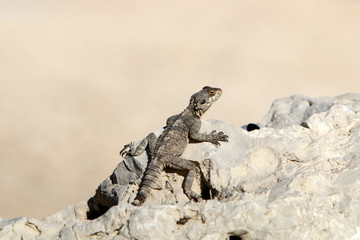 lizard sitting on a stone on the shores of the Mediterranean Sea in northern Israel and basking in the sun