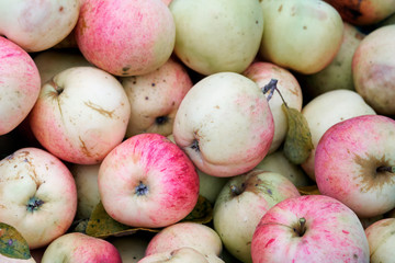 Apple background with real fresh just collected from the tree apples. Tasty red apples close up