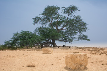Tree of life  Banrain