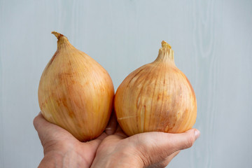 There are two giant bulbs exhibicin Golden color grown in the garden for food. The palms in the hands of a woman are two huge bulbs. Light gray background.