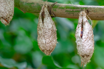 Butterflies farm. Sign In Different butterflies chrysalis on a branch - Stock Image