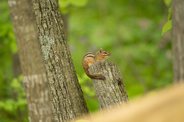 Obraz premium chipmunk