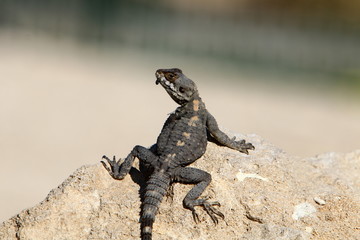 lizard sitting on a stone on the shores of the Mediterranean Sea in northern Israel and basking in the sun