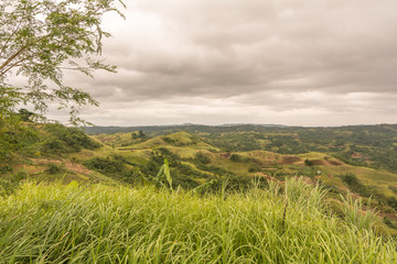 Obraz premium Forest jungle rural shot 