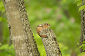chipmunk