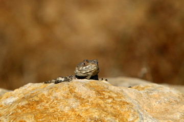 lizard sitting on a stone on the shores of the Mediterranean Sea in northern Israel and basking in the sun