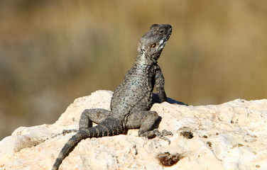 lizard sitting on a stone on the shores of the Mediterranean Sea in northern Israel and basking in the sun