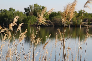 reeds in lake
