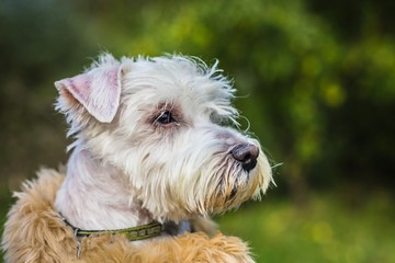 Close up portrait of young white mongrel dog with artificial brown fur on a sunny day in a park. Blurry green background.