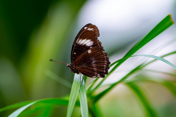 Closeup beautiful butterfly in a summer garden