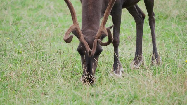 Grazing reindeer, Rangifer tarandus, also known as the caribou.