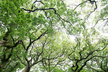 Light shining through green tree canopy
