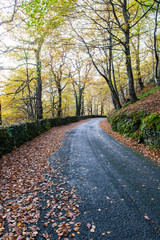 Fototapeta na wymiar Autumn leaves on a country road vertical