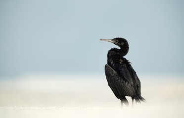 Socotra cormorant at Busaiteen coast