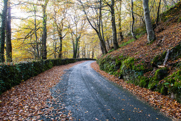 Autumn leaves on a country road landscape