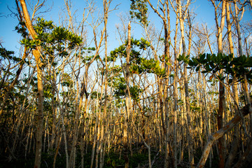 A view of the nature of Blanco Key, one of the keys of Varadero beach, one of the most famous beaches in the world.