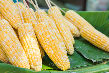 Fresh sweet corn prepare for grill on the tray