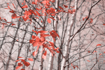 Autumn landscape. Birch branch with red autumn leaves.