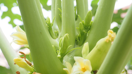 Papaya buds and flower, bouquet photo close up see the detail