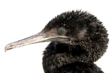 Portrait of a Socotra cormorant  