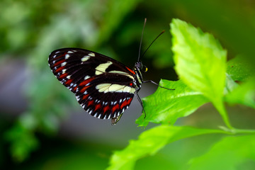 Closeup beautiful butterfly in a summer garden