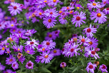 Obraz premium Pretty purple alpine asters in the garden on a sunny summer day close-up