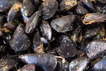 fresh mussels on the market counter 