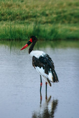 Saddle-billed stork at Lake Nakuru in Kenya