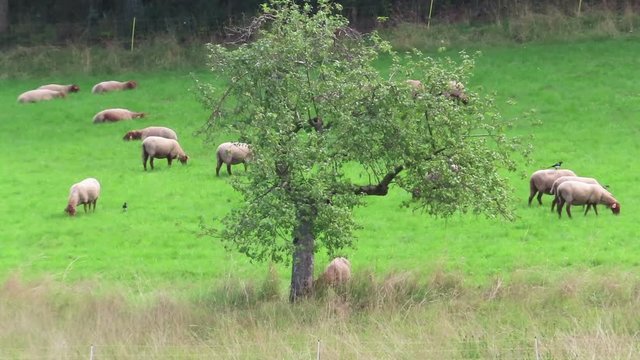 herd of sheeps grazing on Schalkenmehrener Maar lake meadows.