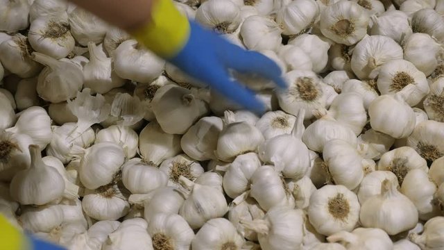 Garlic processing , production and selection at the factory.