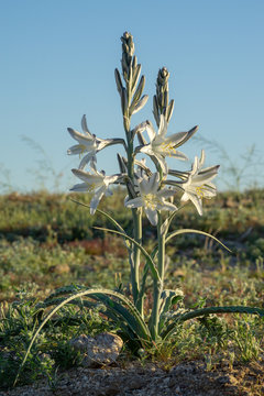 Desert Lily Or Ajo Lily Wildflower At Anza-Borrego Desert State Park, CA, USA