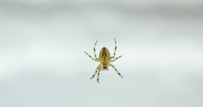 Close Up Of a Garden Spider Hanging From A Web in A British Home. Garden Spider Exploring The Surroundings. Web Hanging From Ceiling Crawling Around
