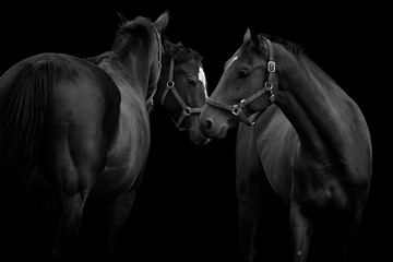 Three thoroughbred horses isolated on black background