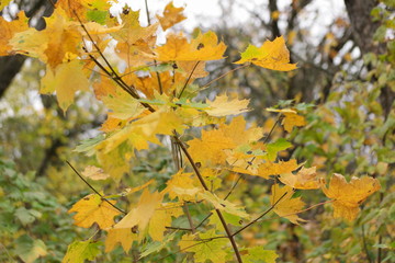  leaves in autumn